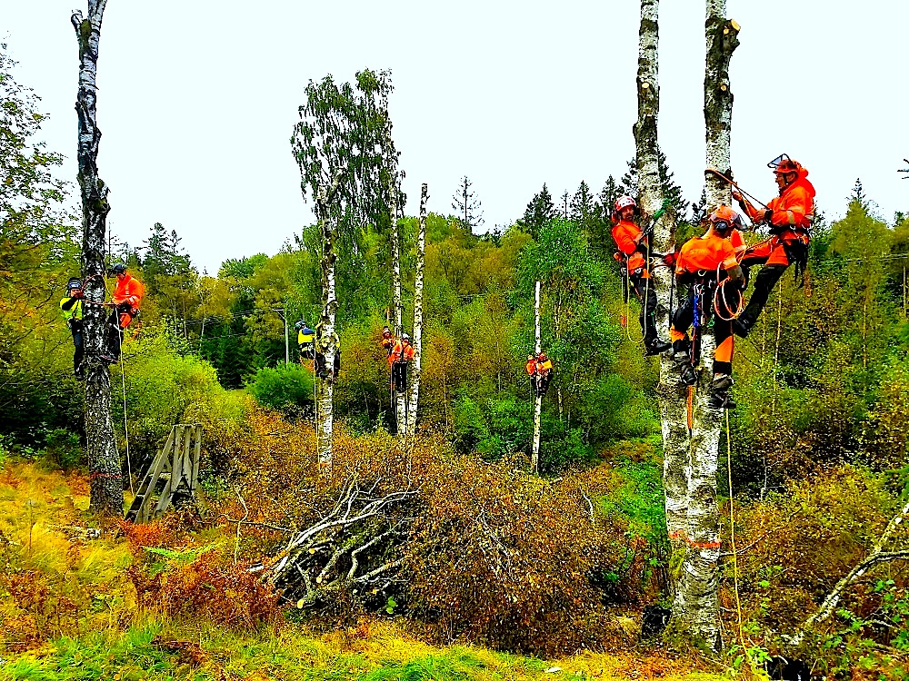 Arborist Kurs